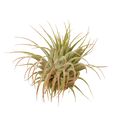 Tillandsia Air Plant Ionantha Guatemala