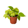 Philodendron Neon - 6 Inch Pot - NURSERY POT ONLY