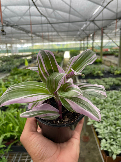 Tradescantia Nanouk