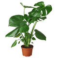 Philodendron Monstera Split-Leaf - 6 Inch Pot - NURSERY POT ONLY