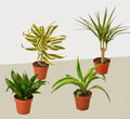 4 Different Dracaenas Variety Pack - 4 Inch Pot