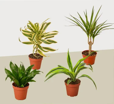4 Different Dracaenas Variety Pack - 4 Inch Pot