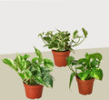 3 Pothos Variety Pack / 4 Inch Pot