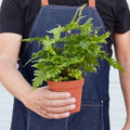 Autumn Fern - 4 Inch Pot - NURSERY POT ONLY