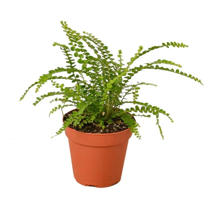 Fern Lemon Button - 4 Inch Pot - NURSERY POT ONLY