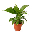 Spathiphyllum Peace Lily - 4 Inch Pot - NURSERY POT ONLY
