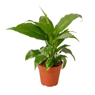 Spathiphyllum Peace Lily - 4 Inch Pot - NURSERY POT ONLY