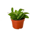 Hoya Carnosa - 4 Inch Pot - NURSERY POT ONLY