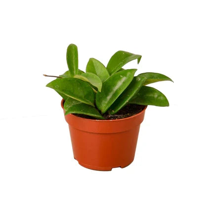 Hoya Carnosa - 4 Inch Pot - NURSERY POT ONLY