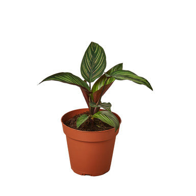 Calathea Beauty Star - 4 Inch Pot - NURSERY POT ONLY