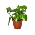 Pothos Golden - 4 Inch Pot - NURSERY POT ONLY