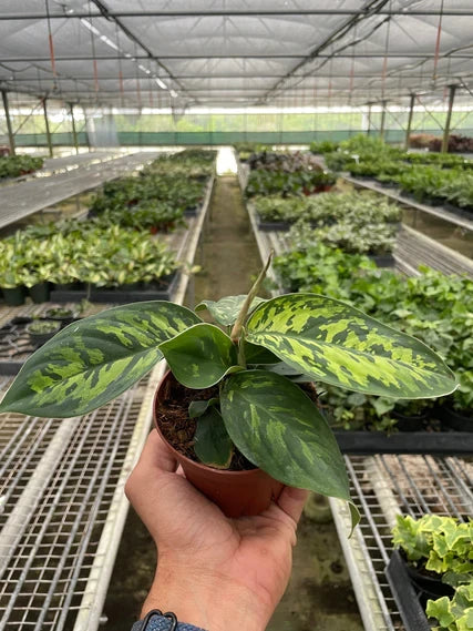 Homalomena Camouflage