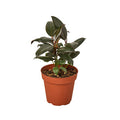 Ficus Elastica Burgundy - 6 Inch Pot - NURSERY POT ONLY