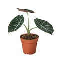 Alocasia Reginula Black Velvet 4 Inch Nursery Pot
