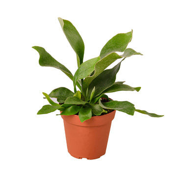Staghorn Fern - 4 Inch Pot - NURSERY POT ONLY