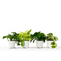 4 Different Pothos Plants in 4 Inch Pots