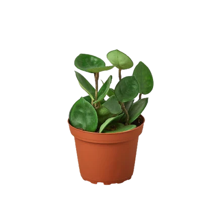 Hoya Carnosa Chelsea