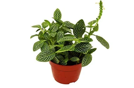 Fittonia White Nerve Plant - 4 Inch Pot - NURSERY POT ONLY
