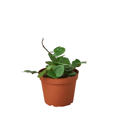 Hoya Carnosa Chelsea - 6 Inch Pot - NURSERY POT ONLY