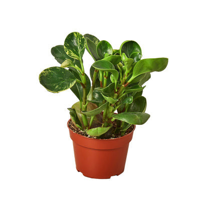 Peperomia Marble - 4 Inch Pot - NURSERY POT ONLY