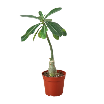 Succulent Adenium Obesum Desert Rose