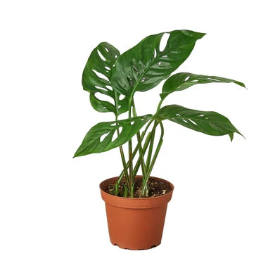 Monstera Adansonii Swiss Cheese - 6 Inch Pot - NURSERY POT ONLY