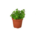 Nettle Baby's Tear - 4 Inch Pot - NURSERY POT ONLY