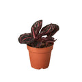 Calathea Dottie - 6 Inch Pot - NURSERY POT ONLY