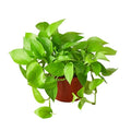 Pothos Neon - 6 Inch Pot - NURSERY POT ONLY