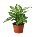 Dieffenbachia Tropic Snow
