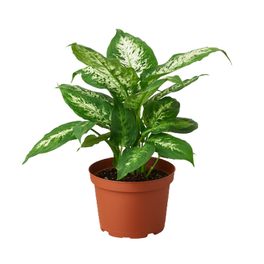 Dieffenbachia Tropic Snow