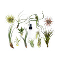 Tillandsia Air Plant Variety with Spray - 2 Pack