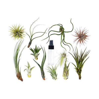 Tillandsia Air Plant Variety with Spray - 2 Pack