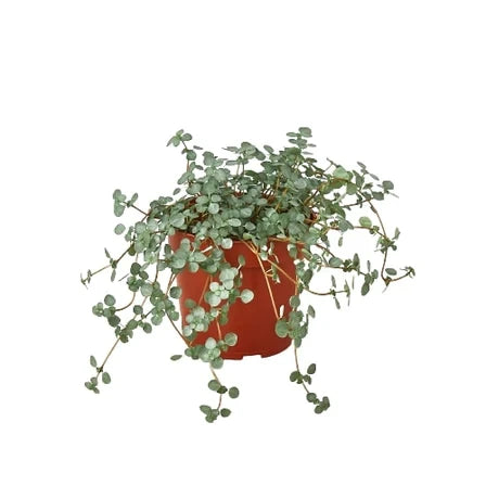 Nettle Silver Sparkle - 4 Inch Pot - NURSERY POT ONLY