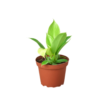 Philodendron Moonlight - 4 Inch Pot - NURSERY POT ONLY