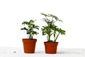 2 Different Schefflera Plants Variety Pack - 4 Inch Pot