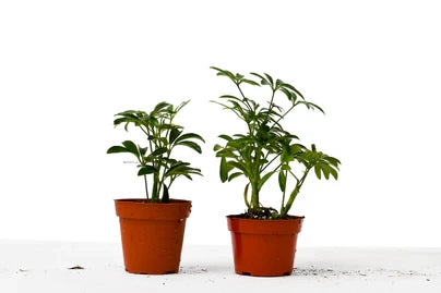 2 Different Schefflera Plants Variety Pack - 4 Inch Pot