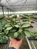 Ctenanthe burle-marxii Amagris