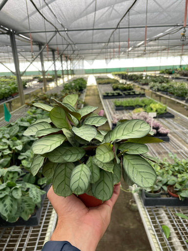 Ctenanthe burle-marxii Amagris