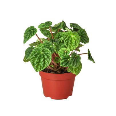 Peperomia Ripple - 4 Inch Pot - NURSERY POT ONLY