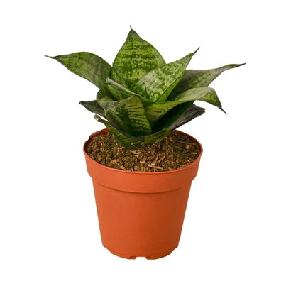 Snake Plant Black Robusta - 4 Inch Pot - NURSERY POT ONLY