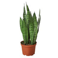 Snake Plant Zeylanica - 6 Inch Pot - NURSERY POT ONLY