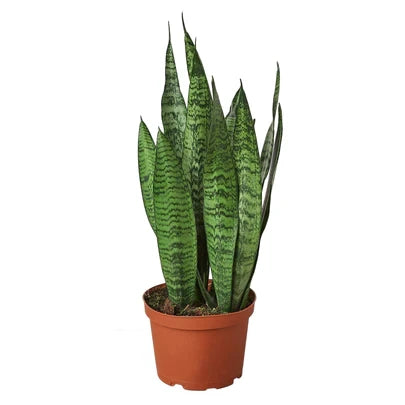 Snake Plant Zeylanica - 6 Inch Pot - NURSERY POT ONLY