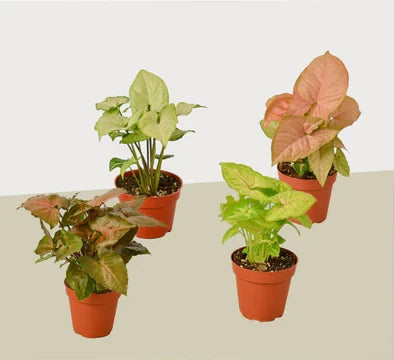 4 Different Syngonium Plants - Arrowhead Plants / 4 Inch Pot / Live Plant