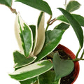 Hoya Carnosa Tricolor - 6 Inch Pot - NURSERY POT ONLY