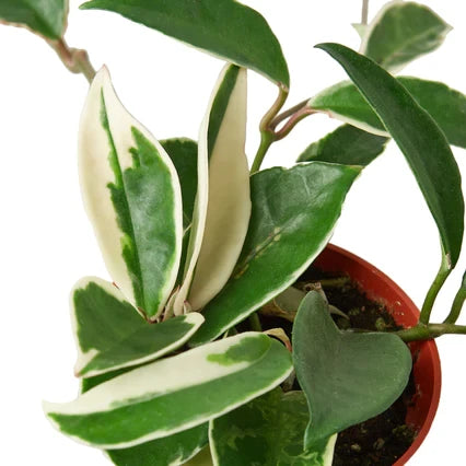 Hoya Carnosa Tricolor - 6 Inch Pot - NURSERY POT ONLY