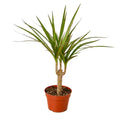 Dracaena Marginata Cane - 4 Inch Pot - NURSERY POT ONLY