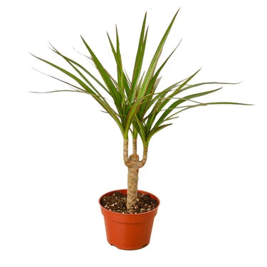 Dracaena Marginata Cane - 4 Inch Pot - NURSERY POT ONLY