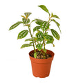 Pilea Aluminum - 4 Inch Pot - NURSERY POT ONLY