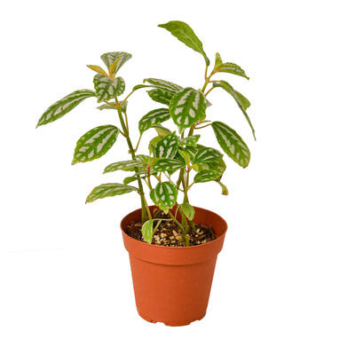 Pilea Aluminum - 4 Inch Pot - NURSERY POT ONLY